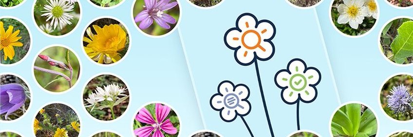 hellblaues Banner，auf welchem zahlreiche Kreise abgebildet sind，在denen verschiedenste Blüten zu sehen sind。在布卢门广场的Mitte des Banners sind die drei Blumen platziert，die den Startbildschirm der Flora-Incognita-App ausmachen。