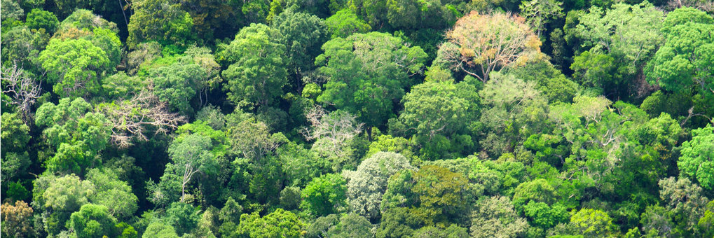 Blick von oben auf den Amazons Regenwald