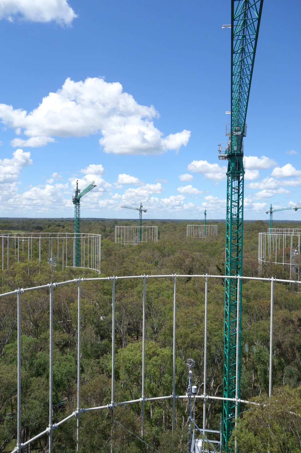 Mature Forests Carbon Sink | Max Planck Institute For Biogeochemistry