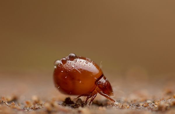 Slug shuttle-service for mites