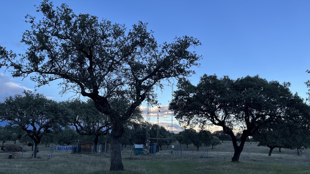 MANIP measuring station near Majadas del Tietar in Spain (Extremadura). A grove of holm oaks (dehesa) against a blue sky in the evening, the trees appear almost black. In the center of the picture the scaffolding towers with their booms for various radiation meters and gas intakes.